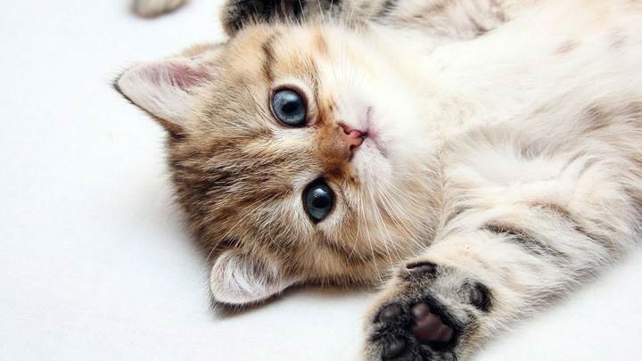 Hands Up Kitty